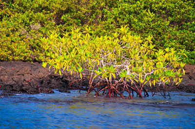 Trees by plants in lake