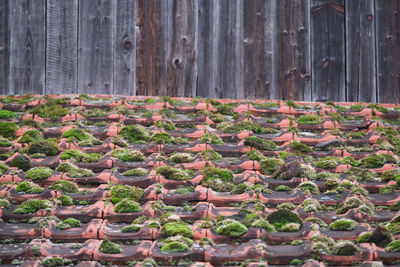 Plants growing in farm