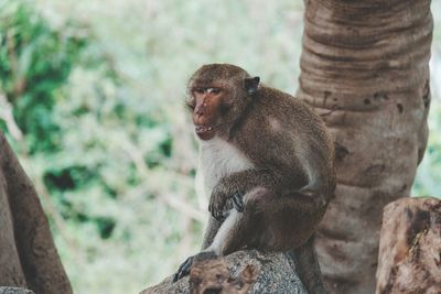 Monkey sitting on rock