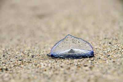 Close-up of seashell on beach