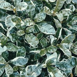 Close-up of leaves