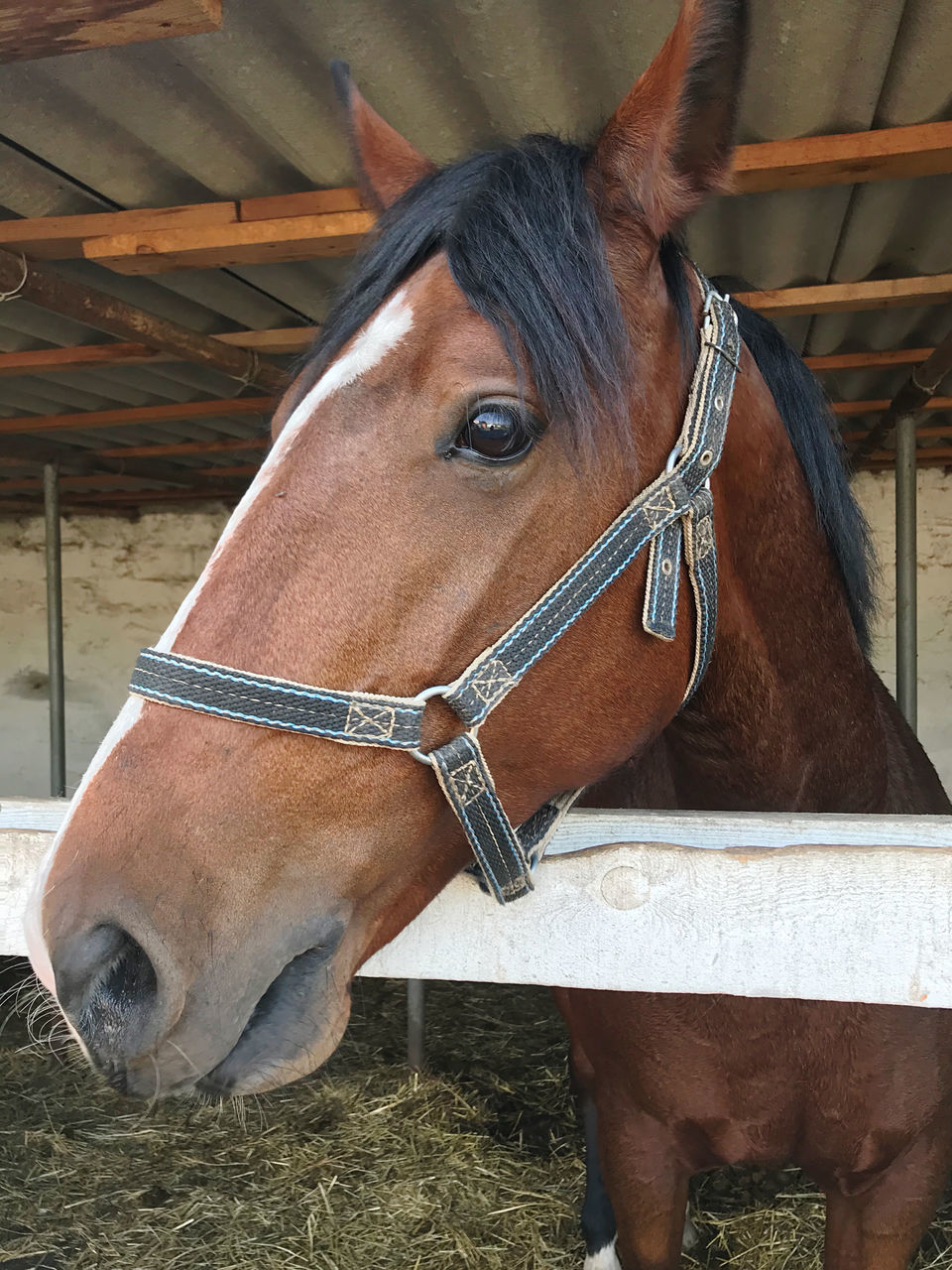 horse, animal, animal themes, mammal, domestic animals, livestock, halter, pet, animal wildlife, one animal, mane, bridle, brown, mare, animal body part, farm, working animal, animal head, rein, day, herbivorous, no people, close-up, nature, standing, agriculture, outdoors, horse tack, animal pen, stallion, portrait