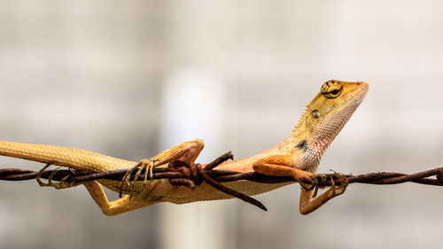 Close-up of lizard on metal fence
