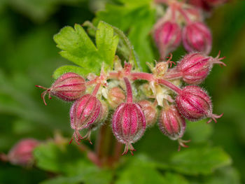 Close-up of pink flowering plant