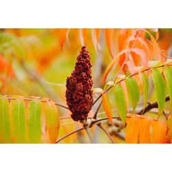 Close-up of plant against blurred background