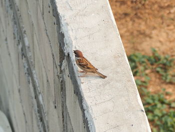 High angle view of insect on wall