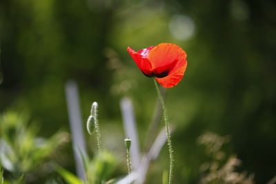 Close-up of red poppy flower blooming in garden