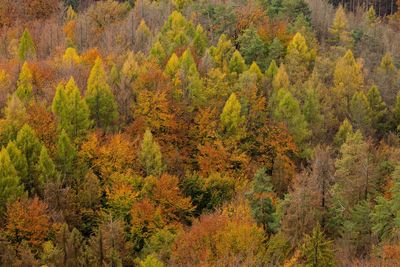 Pine trees in forest during autumn