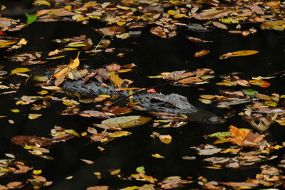 High angle view of maple leaves floating on lake