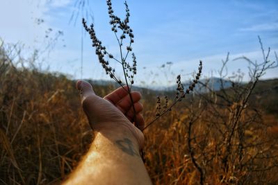 Close-up of hand holding plant against sky