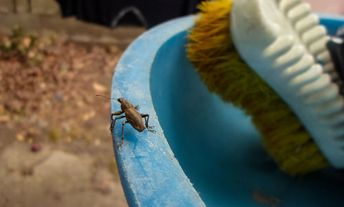 Close-up of insect on wood