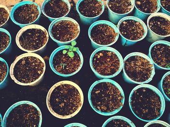 Close-up of potted plants