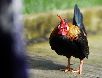 Close-up of rooster