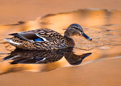 View of a duck on a lake