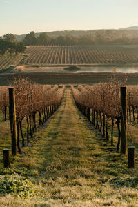 View of vineyard against sky