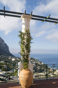 Close-up of plant by sea against sky