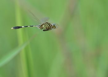 Close-up of insect on blade of grass