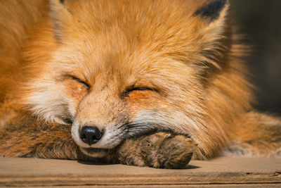 Close-up of a cat lying down