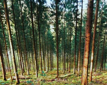 Trees in forest