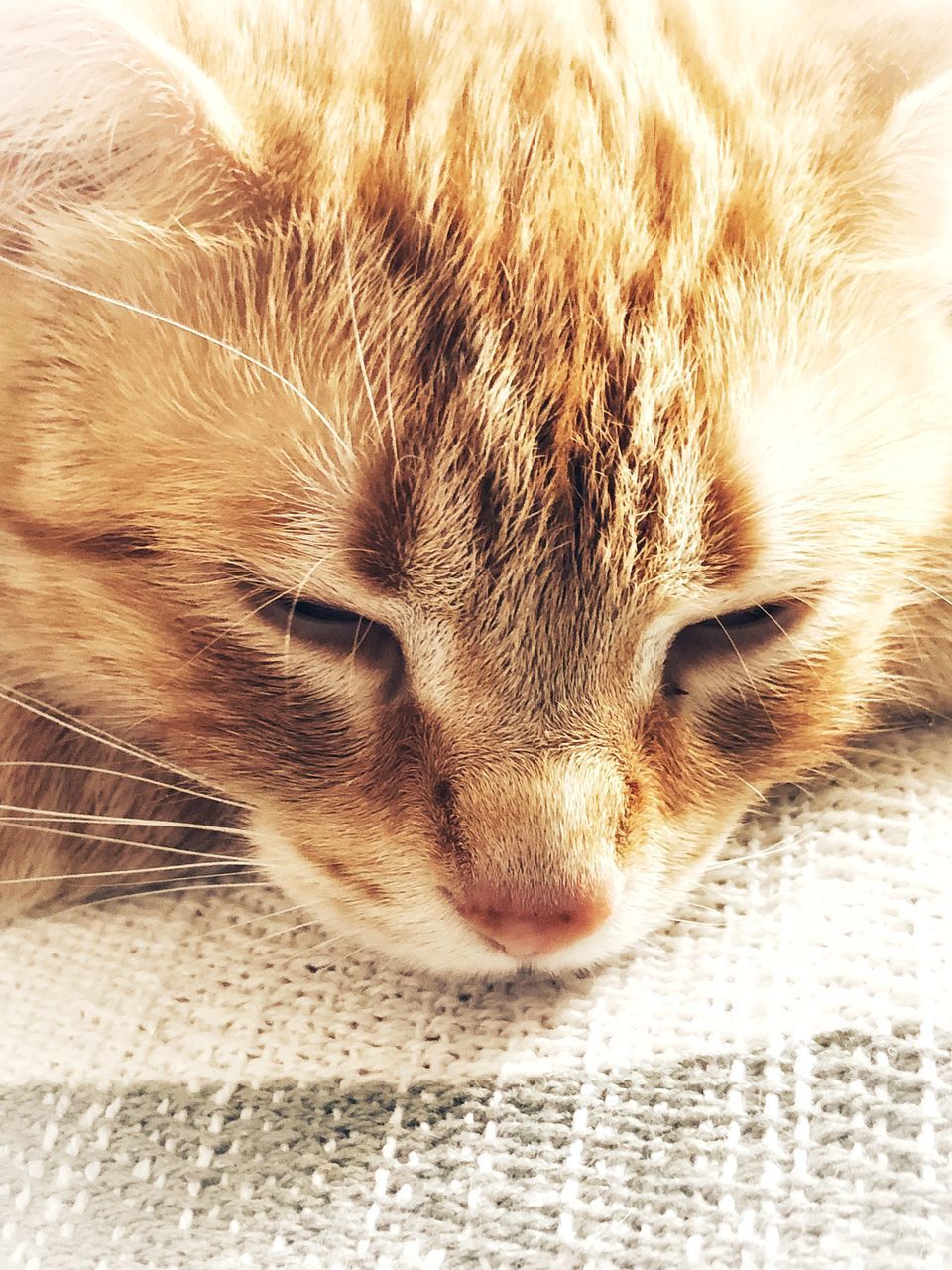 CLOSE-UP PORTRAIT OF A CAT