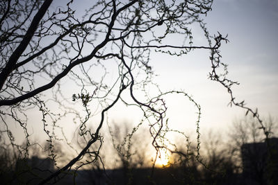 Low angle view of bare tree against sky during sunset