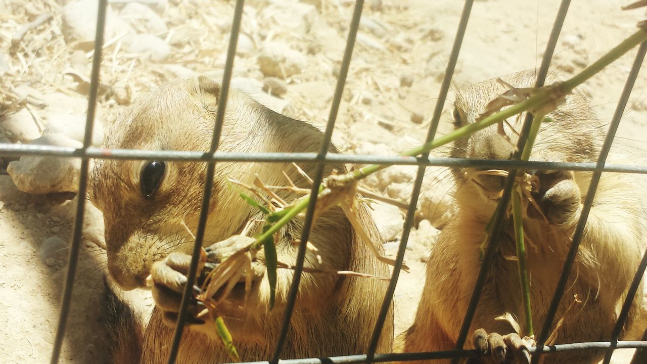 animal themes, animals in the wild, one animal, wildlife, animals in captivity, zoo, bird, reptile, fence, cage, two animals, close-up, mammal, day, outdoors, metal, no people, nature, perching, wood - material