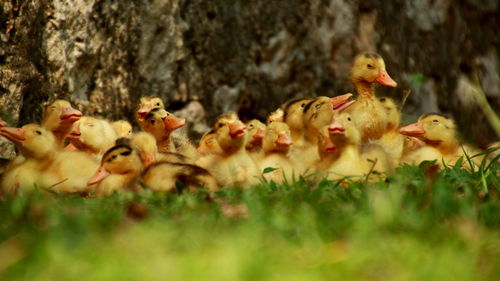 Ducklings on field against rock