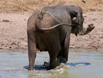 Elephant in water