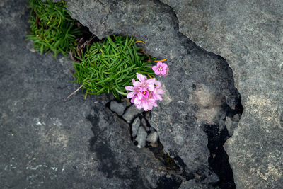 High angle view of pink flowering plant on rock