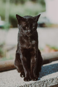 Close-up of black cat