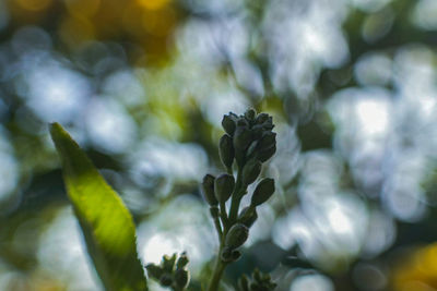 Close-up of flowering plant