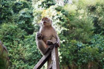 Monkey in forest