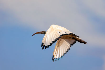 Low angle view of bird flying