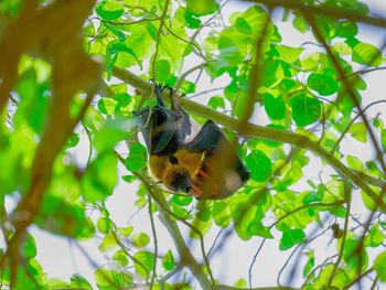 Low angle view of bird perching on branch