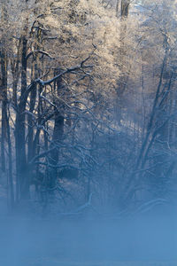 Bare trees in forest