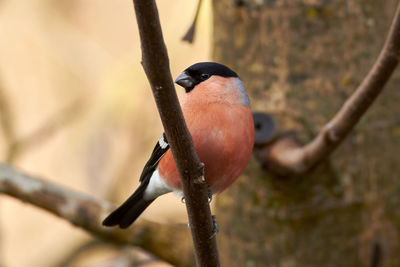 Close-up of bird perching on branch