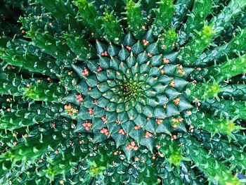 High angle view of berries growing on plant