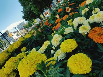 Close-up of yellow flowering plants