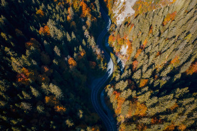 High angle view of trees and plants during autumn