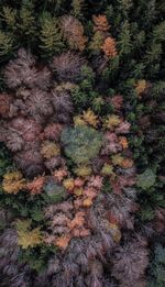 Full frame shot of tree in forest