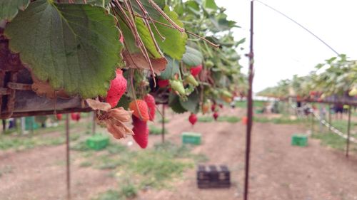 Close-up of multi colored hanging on tree against sky