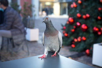 Close-up of pigeon perching on table