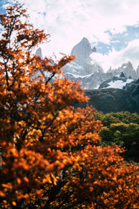 Scenic view of trees against sky during autumn