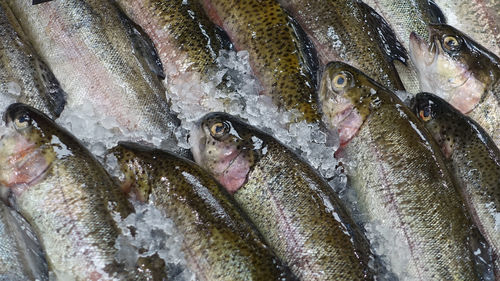 Close-up of fish for sale in market