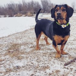 Dog on field during winter