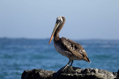 Close-up of pelican perching on rock by sea against sky