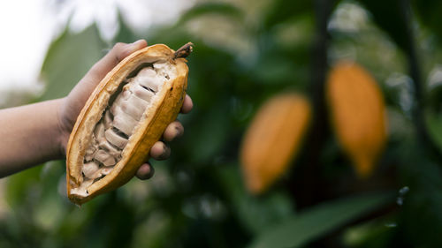 Selective focus the white pulp of the bright yellow cocoa in the hands of a large cocoa farmer 