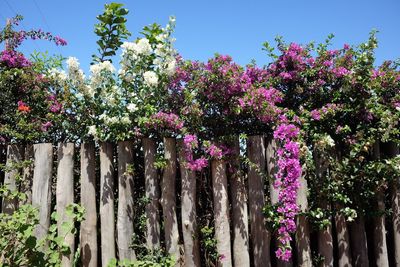 Low angle view of flower trees against sky