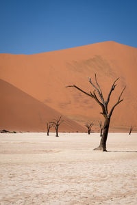 Bare tree in desert against clear sky