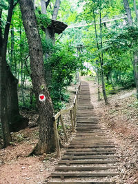 Footpath amidst trees in forest